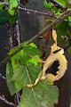 extatosoma tiaratum